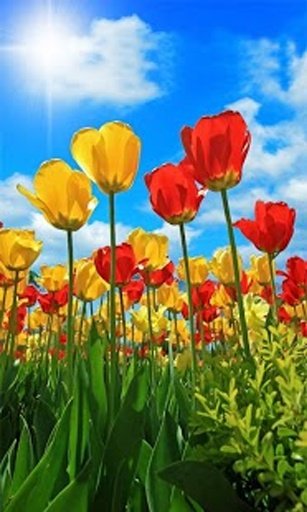 Tulip Flower Live Wallpapers截图3