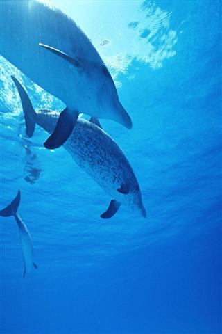 海豚的声音铃声 The sound of dolphins Ringtone截图2