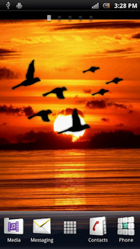 Bird Flock Live Wallpaper截图