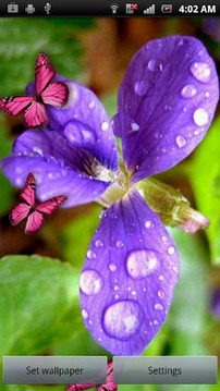 花和粉红的蝴蝶截图