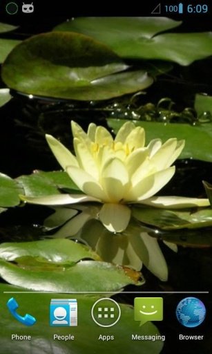 Magic Touch : Water Lily截图3