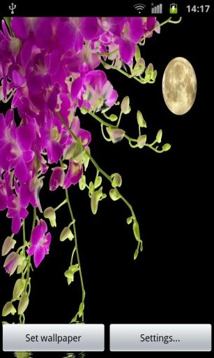 Orchids In Night VII截图1