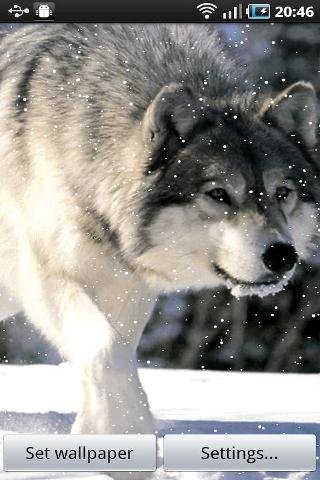 Wolf in snow截图4