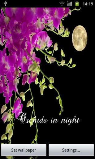 Orchids In Night VII截图5