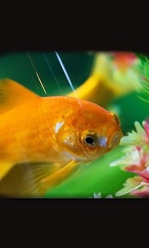 Aquarium Fish live wallpaper截图6