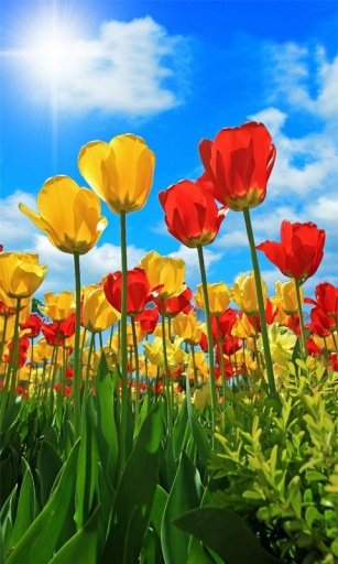 Tulip Flower Live Wallpapers截图9