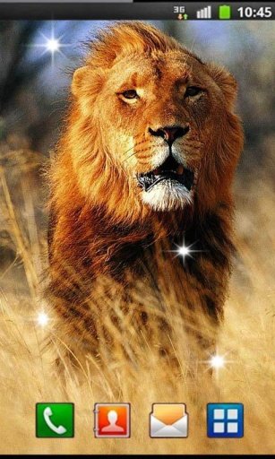 Savanna Lion HD live wallpaper截图8