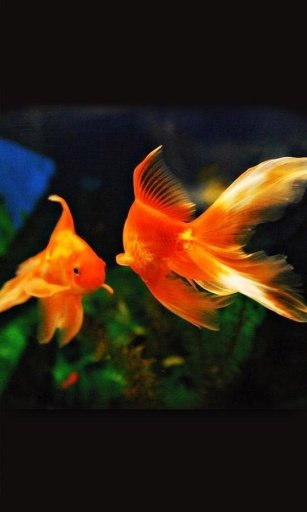 Aquarium Fish live wallpaper截图4