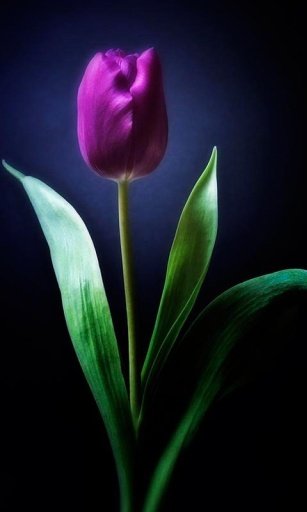 Tulip Flower Live Wallpapers截图2