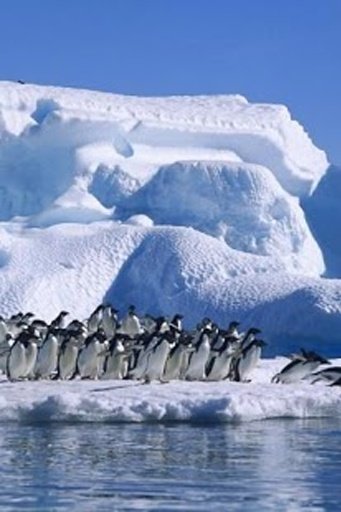 Super Penguins截图5