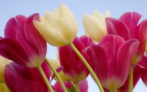 Tulip Flower Live Wallpapers截图5