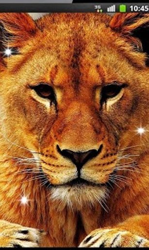 Savanna Lion HD live wallpaper截图4