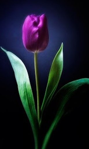 Tulip Flower Live Wallpapers截图6