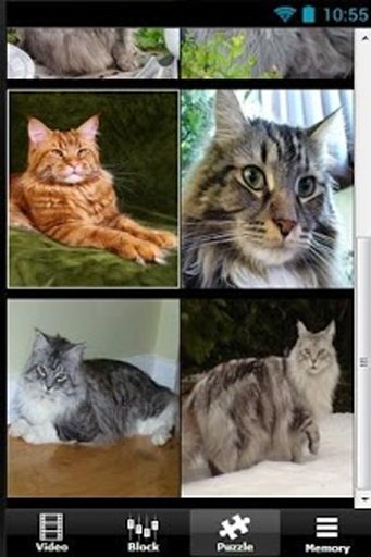 The Talking Maine Coon Cat截图6