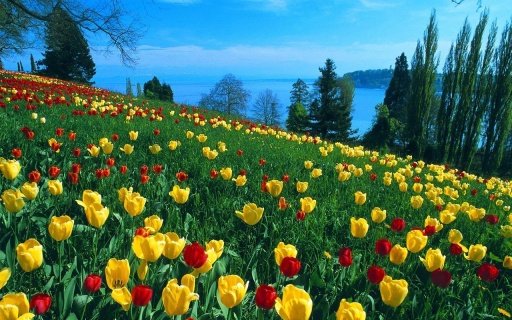 Tulip Flower Live Wallpapers截图10