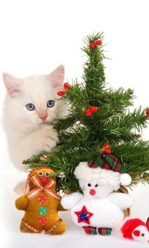 Xmas Kitty Live Wallpaper截图1