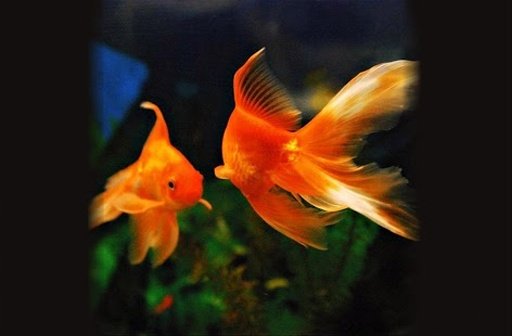 Aquarium Fish live wallpaper截图7