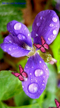 花和粉红的蝴蝶截图