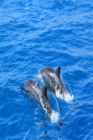 海豚的声音铃声 The sound of dolphins Ringtone截图3
