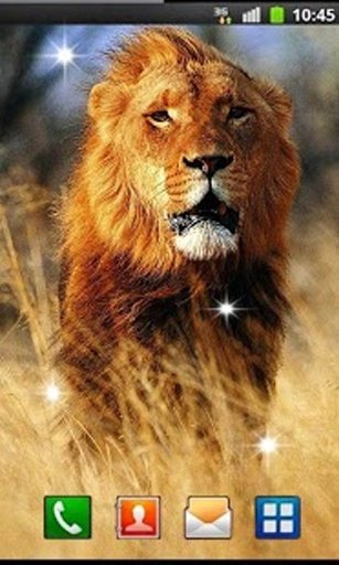 Savanna Lion HD live wallpaper截图7