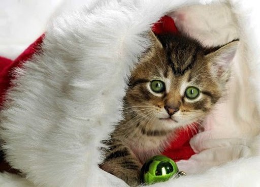 Xmas Kitty Live Wallpaper截图4