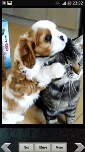 Puppy &amp; Kitty Live Wallpapers截图2