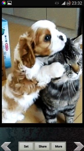 Puppy &amp; Kitty Live Wallpapers截图6