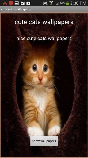 cute cats wallpapers截图3