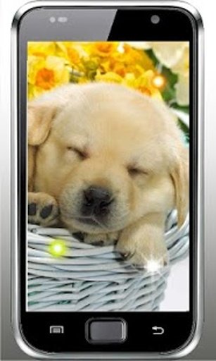 Cute Puppy Best live wallpaper截图3