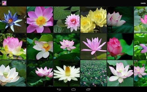 Lotus wallpaper截图8