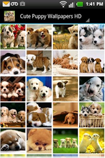 Cute Puppy Wallpapers HD截图7