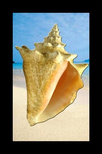Seashell截图1