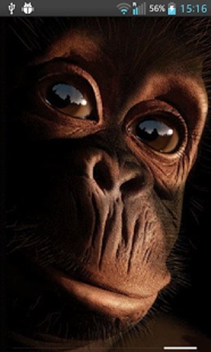 Cute Monkey Live Wallpaper截图3