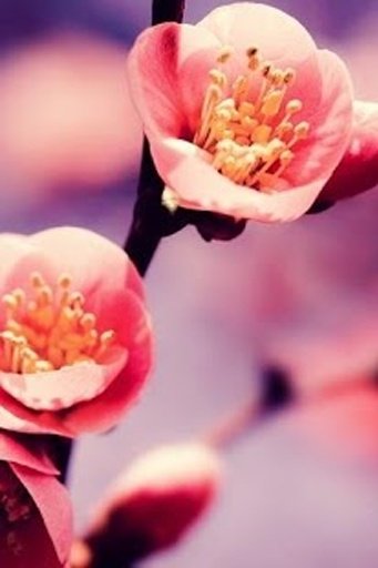 Beautiful Flower截图5