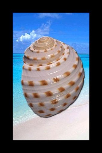 Seashell截图2