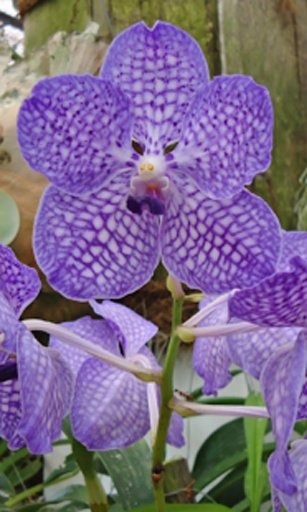 Orchids garden Live Wallpaper截图3