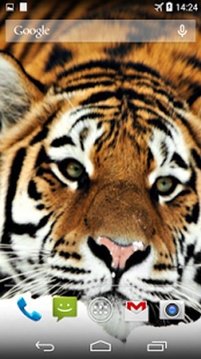 Tigers 3D Live Wallpaper截图