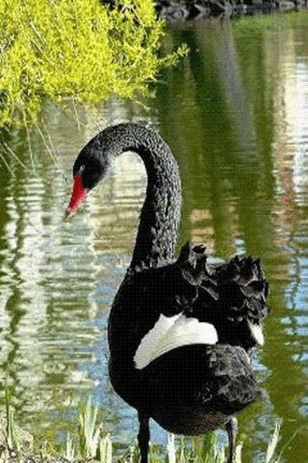 Black Swan Live Wallpaper截图1