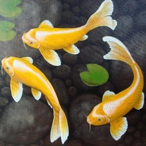 Koi Fish Magic Touch Free LWP截图7