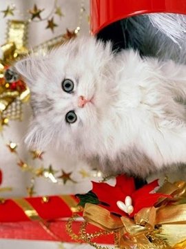 新的小猫圣诞截图