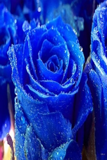 Blue Rose LWP截图4
