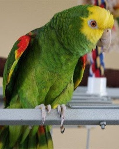 Amazing Talking Amazon Parrot截图2