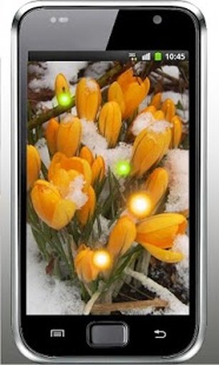 Snowdrop Spring live wallpaper截图4