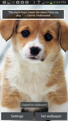 Puppies &amp; Dogs Cute Wallpaper截图10