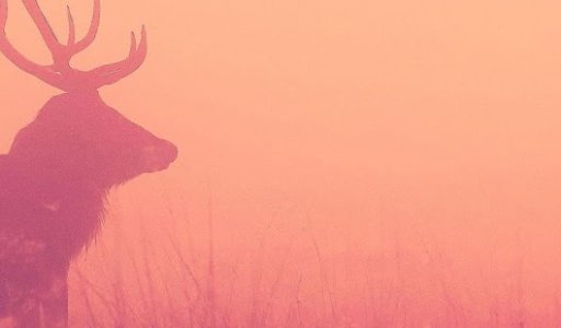 Deer Lite Wallpaper截图10