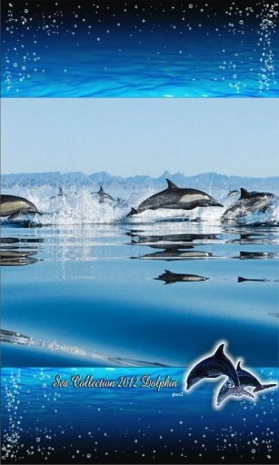 Dolphin Racing Live Wallpaper截图2