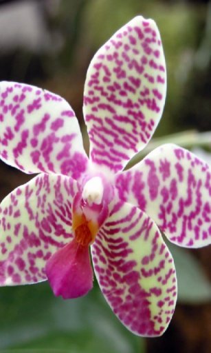 Orchids garden Live Wallpaper截图9