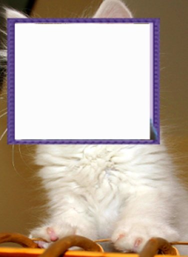 Camera Cat Puzzle截图2