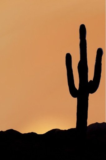 Sunset with Cactus LWP截图1