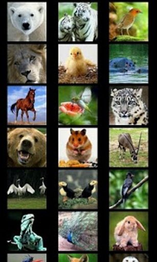 Animal Puzzle For Toddlers截图5